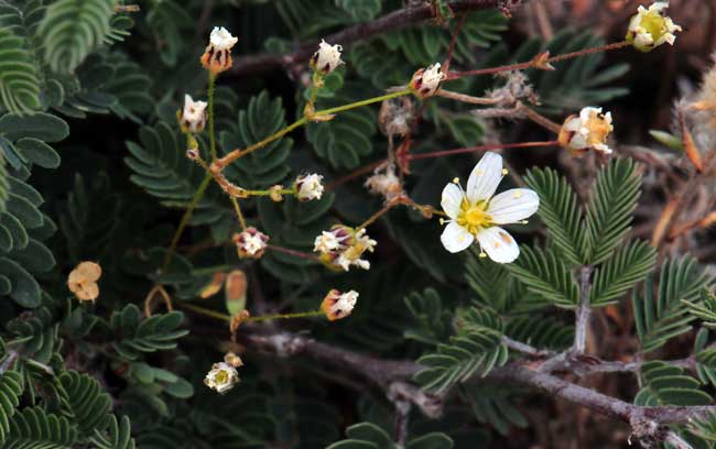 Minuartia douglasii, Douglas’ Stitchwort, Southwest Desert Flora